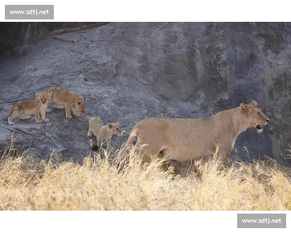 佩德里非洲 Safari 玩心跳:与狮共舞求生欲爆棚 佩德里非洲 Safari 玩心跳:与狮共舞求生欲爆棚
